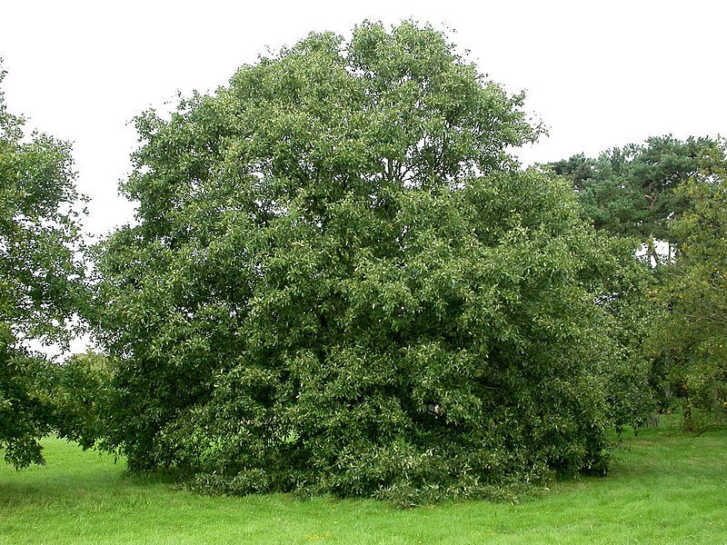 Quercus libani - quercia del Libano (2 semi)