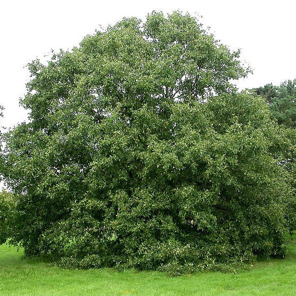 Quercus libani VivaiMDB