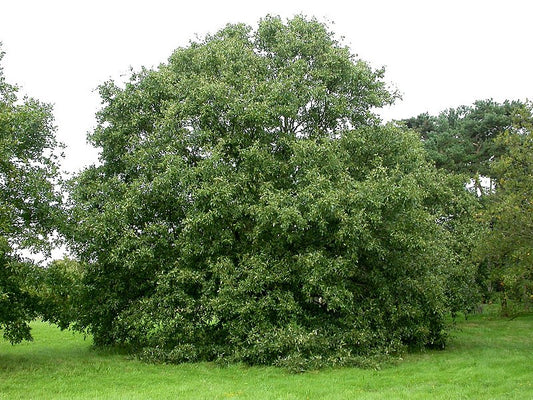 Quercus libani - Lebanon oak (2 seeds)