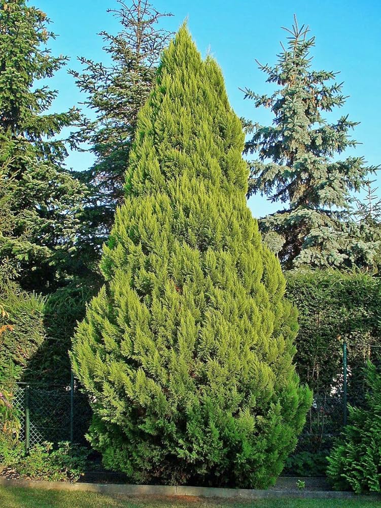 Chamaecyparis lawsoniana - Lawson's cypress (20-1,000 seeds)