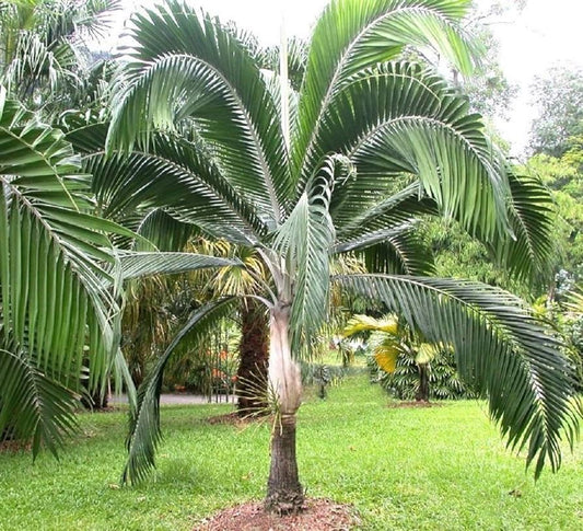 Dictyosperma album - hurricane palm (10 seeds)