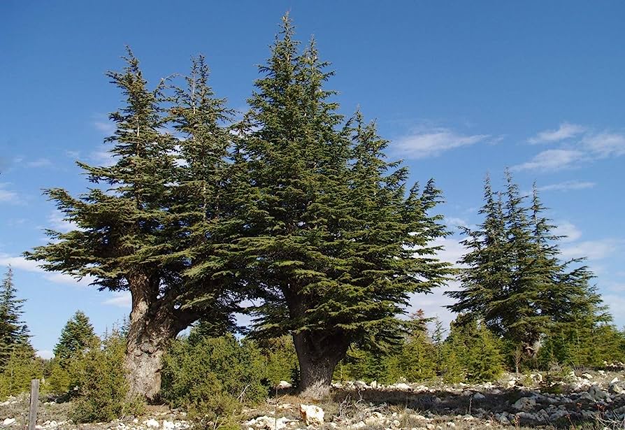 Cedrus libani - cedar of Lebanon (Square vase 9x9x20 cm)