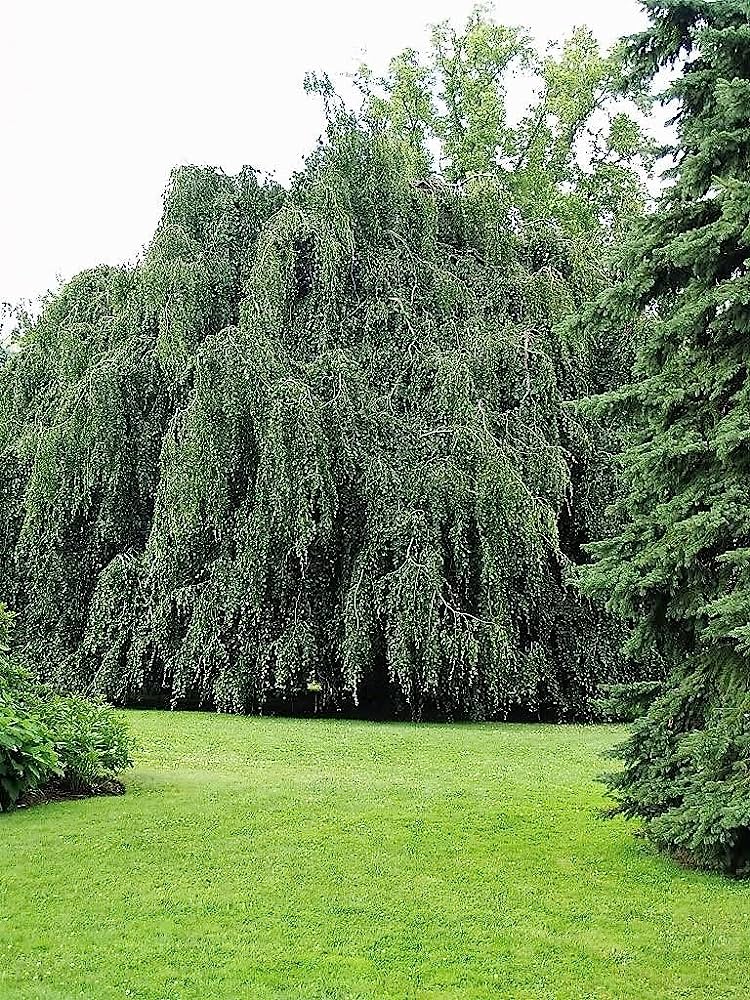 Betula pendula - white birch (18 cm pot)