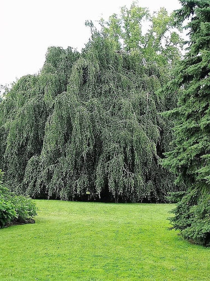 betula-pendula-betulla-bianca-vaso-18-cm