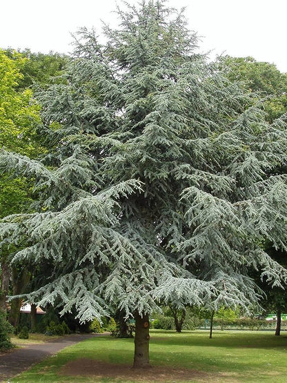 Cedrus atlantica - Atlas cedar (Square vase 9x9x20 cm)