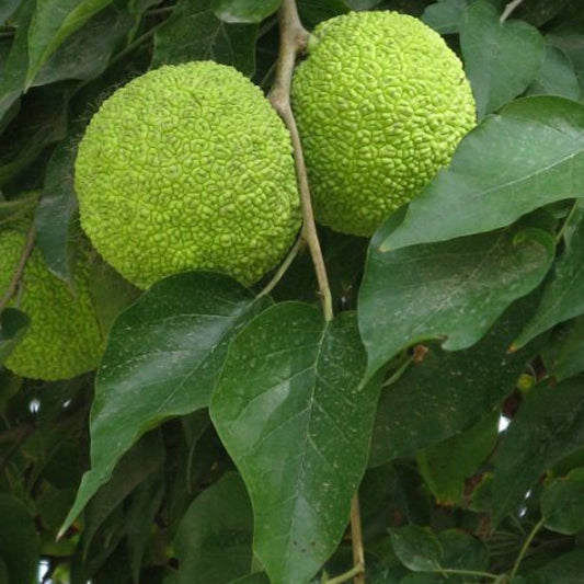 Maclura pomifera - Osagi orange (Square vase 9x9x20 cm)