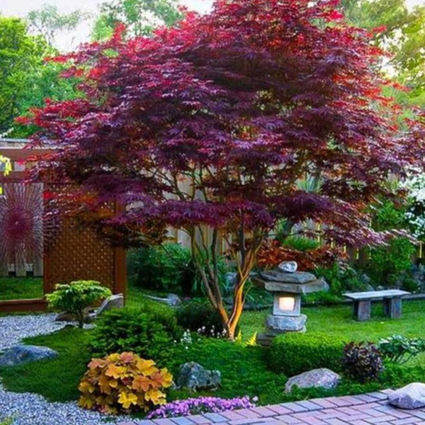 Acer palmatum "bloodgood" - acero giapponese rosso (Vaso 18 cm, INNESTATO)