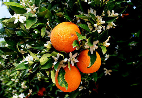 Citrus sinensis cv "Navelina" - Navel orange (Fitocella)