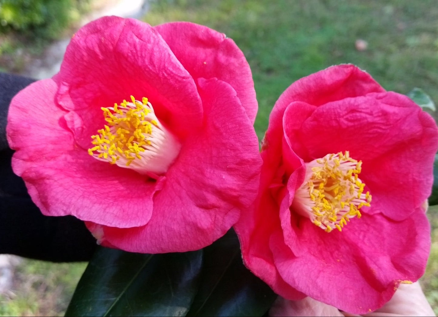 Camellia japonica - camelia (Vaso quadro 9x9x20 cm)