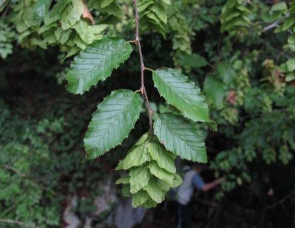 Carpinus orientalis - oriental hornbeam, hornbeam (Offer 40 forest cells)