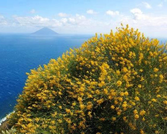 Genista tyrrhena subsp. pontiana - Ponza broom (forest alveolus)