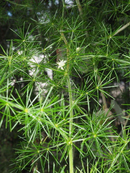 Asparagus acutifolius - asparago selvatico (Vaso quadro 7cm - 9 cm)