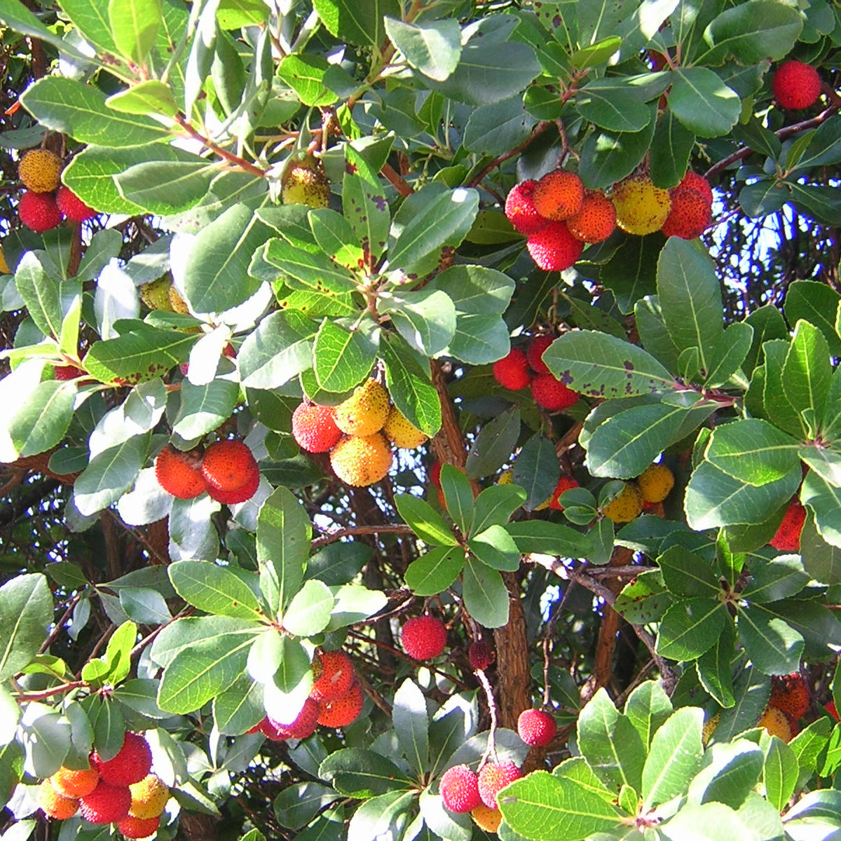Arbutus Unedo - Strawberry Tree (Forestry Alveolus)