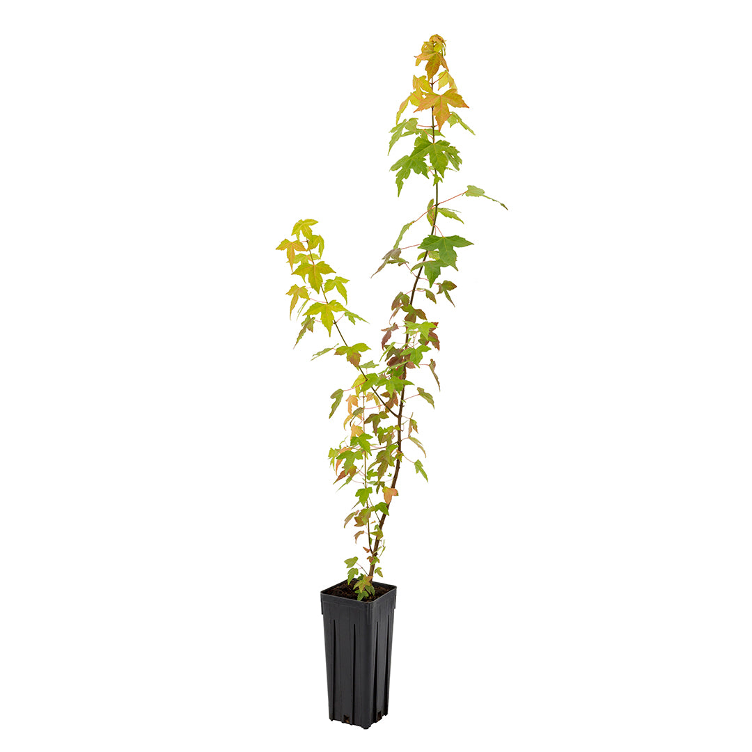 Acer buergerianum - trident maple (Square vase 9x9x20 cm)