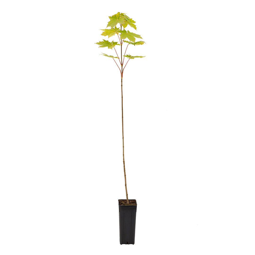 Acer pseudoplatanus - acero di monte (Vaso quadro 9x9x20 cm)