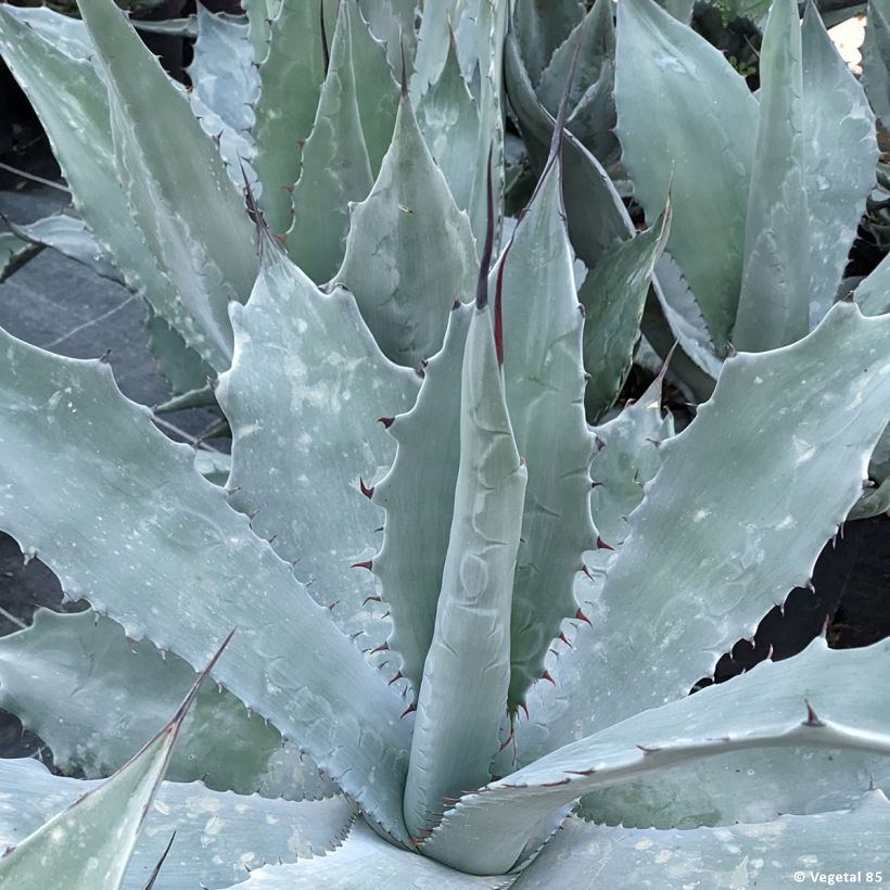 Agave durangensis foglie VivaiMDB