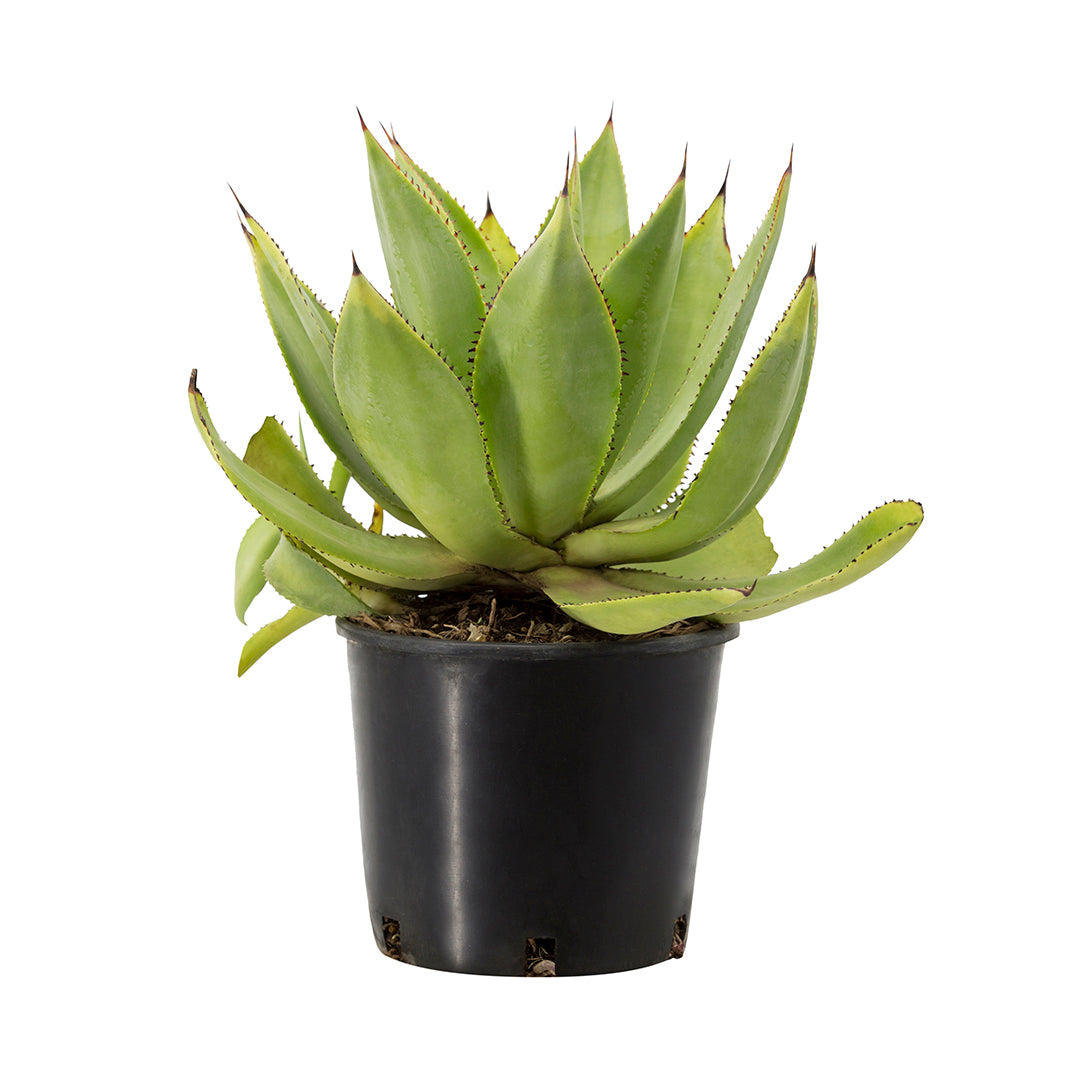 Agave celsii (syn. mitis) - agave cespitosa (18 cm pot)