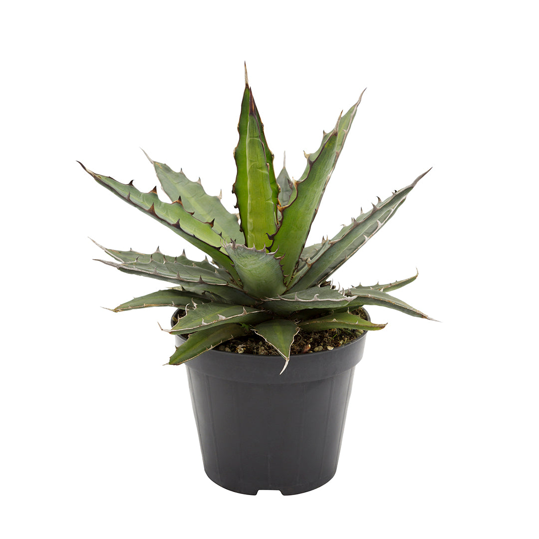 Agave xylonacantha - agave with axillary shoots (Pot 10-14 cm)