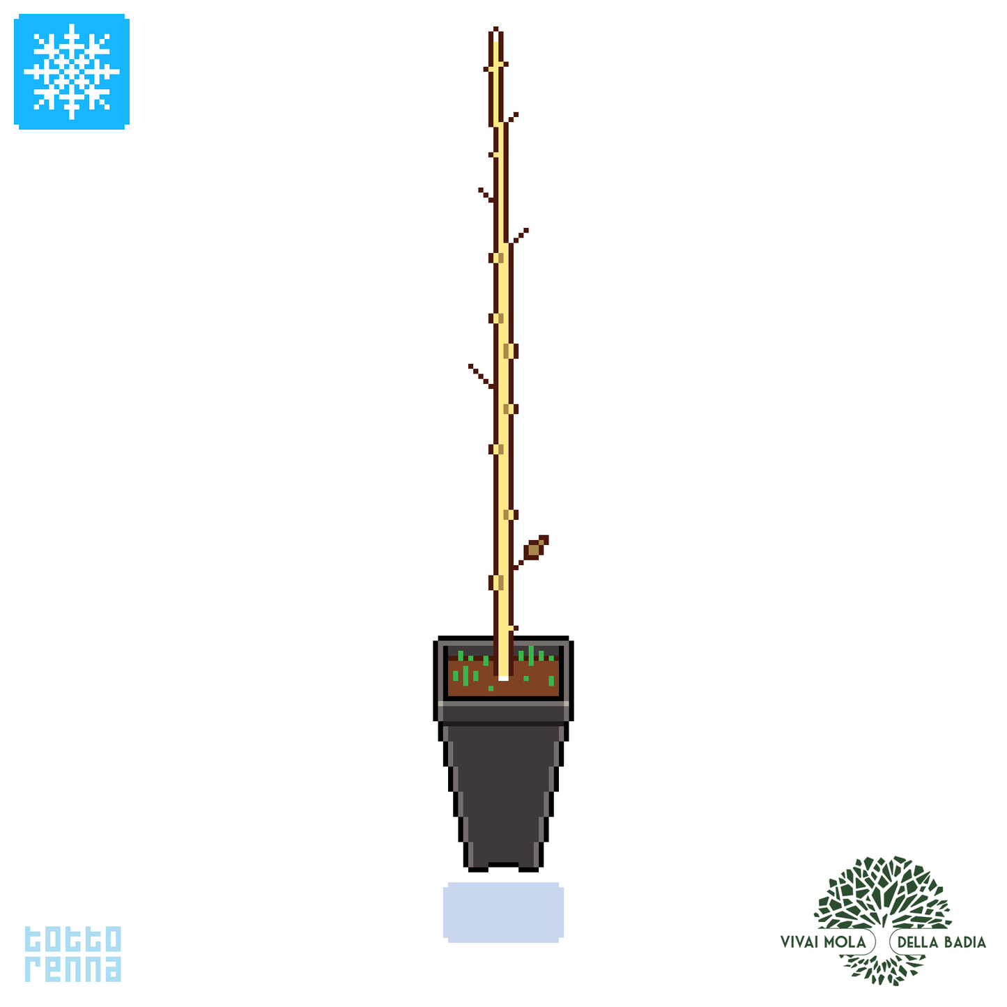 Syringa vulgaris fiore lilla - lillà (Vaso quadro 9x9x10 cm)