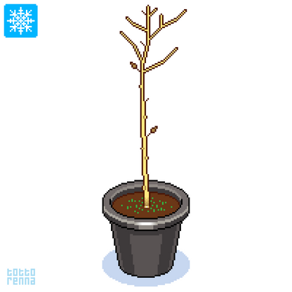 Robinia pseudoacacia - robinia (Vaso 18 cm)