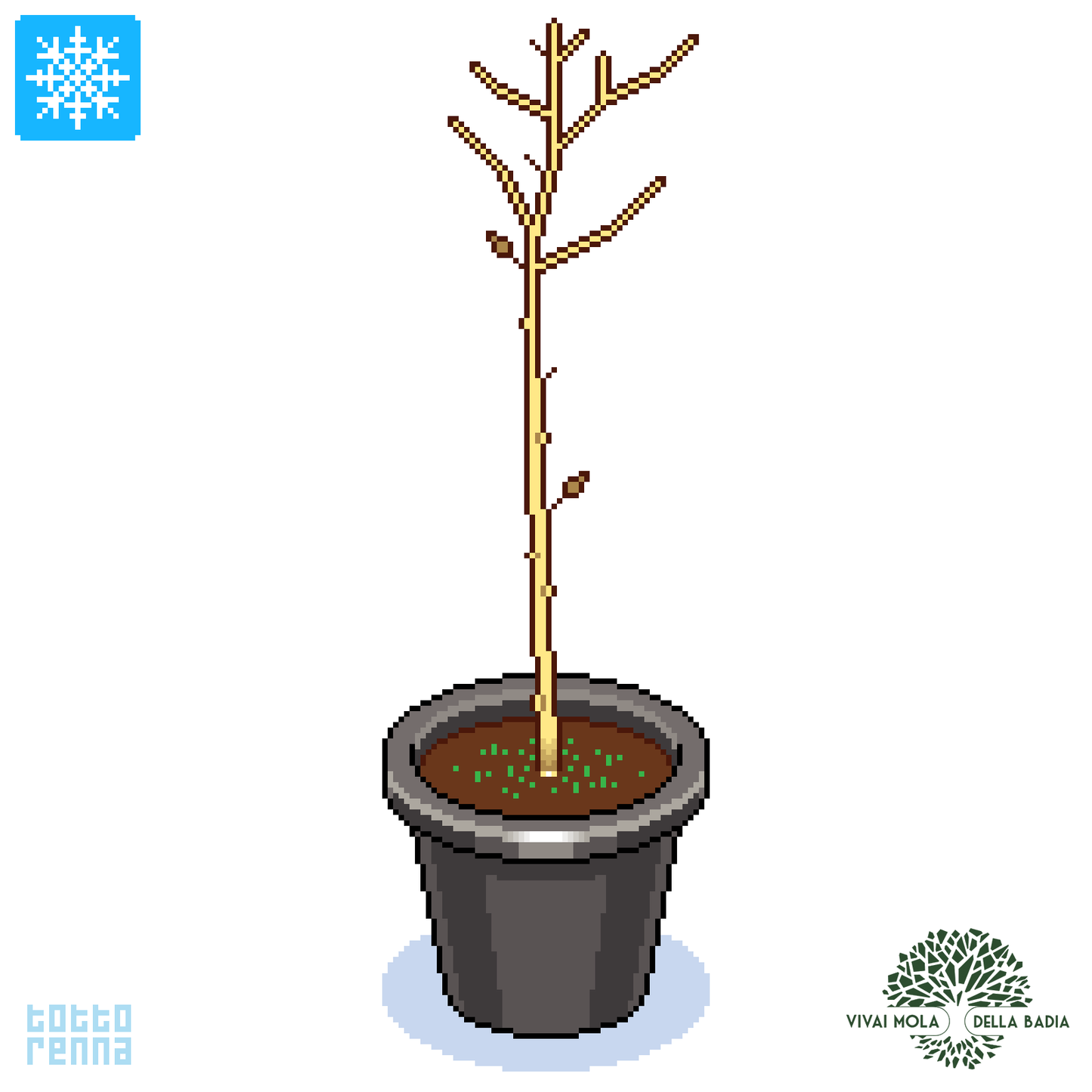 Cornus sanguinea - sanguinello (Vaso 18 cm)