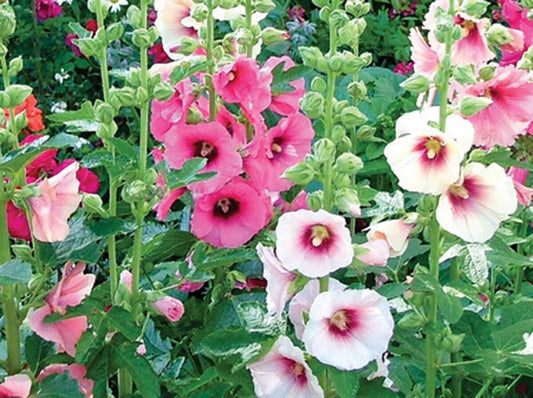 Althaea officinalis - common marshmallow, hollyhock (35-100-1000 seeds)