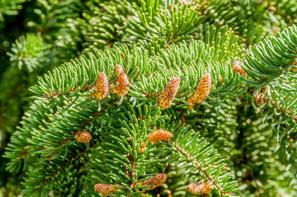 Abies nordmanniana - Caucasian fir (Square vase 9x9x20 cm)