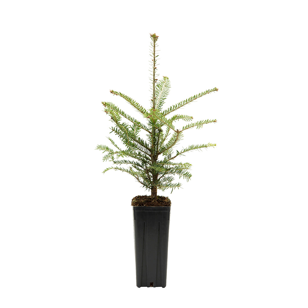 Abies alba - abete bianco (Vaso quadro 9x9x20 cm)