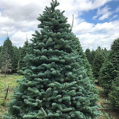 Abies alba - abete comune (Alveolo forestale)