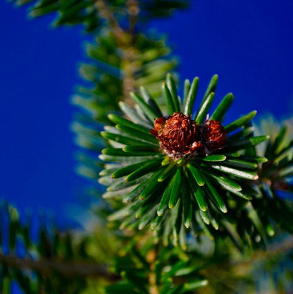 Abies alba - abete bianco (Vaso quadro 9x9x20 cm)