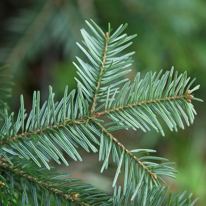 Abies alba - abete comune (Alveolo forestale)