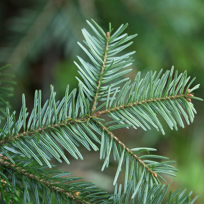 Abies alba - abete bianco (Vaso quadro 9x9x20 cm)