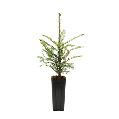 Abies alba - white fir (Square vase 9x9x20 cm)