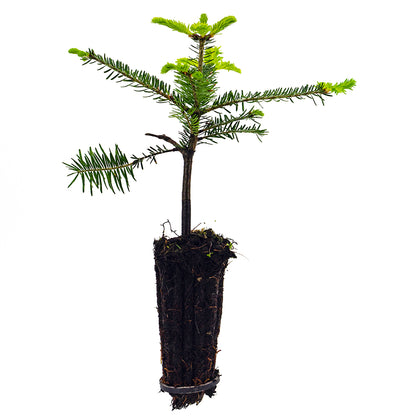 Abies alba - abete comune (Alveolo forestale)