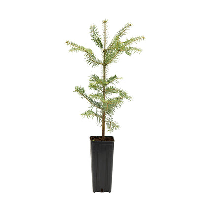 Abies nordmanniana - abete del Caucaso (Vaso quadro 9x9x20 cm)