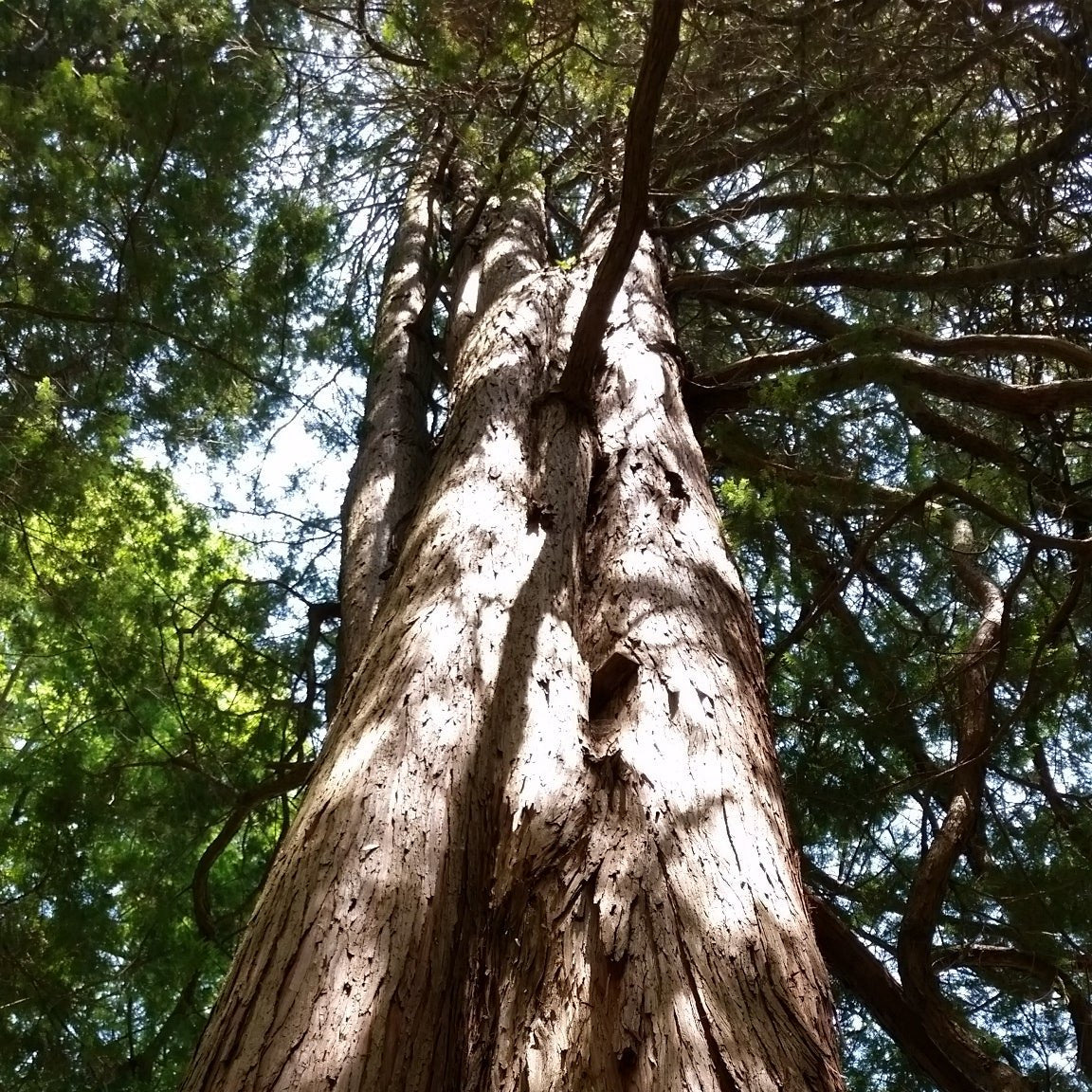 Abies nordmanniana - abete del Caucaso (Alveolo forestale)