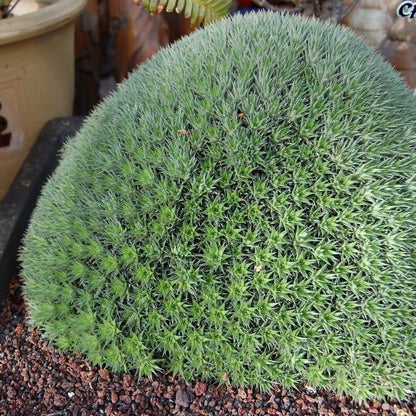 Abromeitiella brevifolia - abromeitiella (Vaso 10 cm)