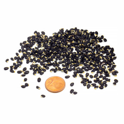 Acacia melanoxylon - Blackwood Mimosa (20 seeds)