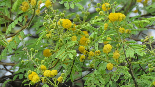 Acacia nilotica - mimosa dei faraoni (8 semi)