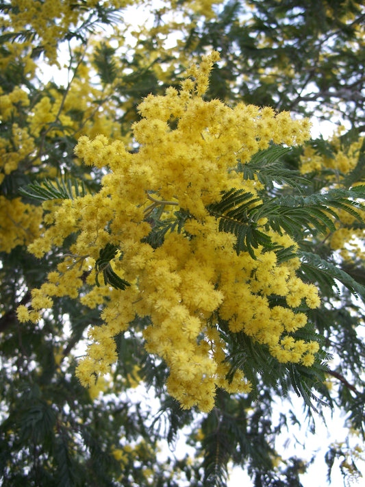 Acacia Dealbata - Mimosa (20-50 Seeds)
