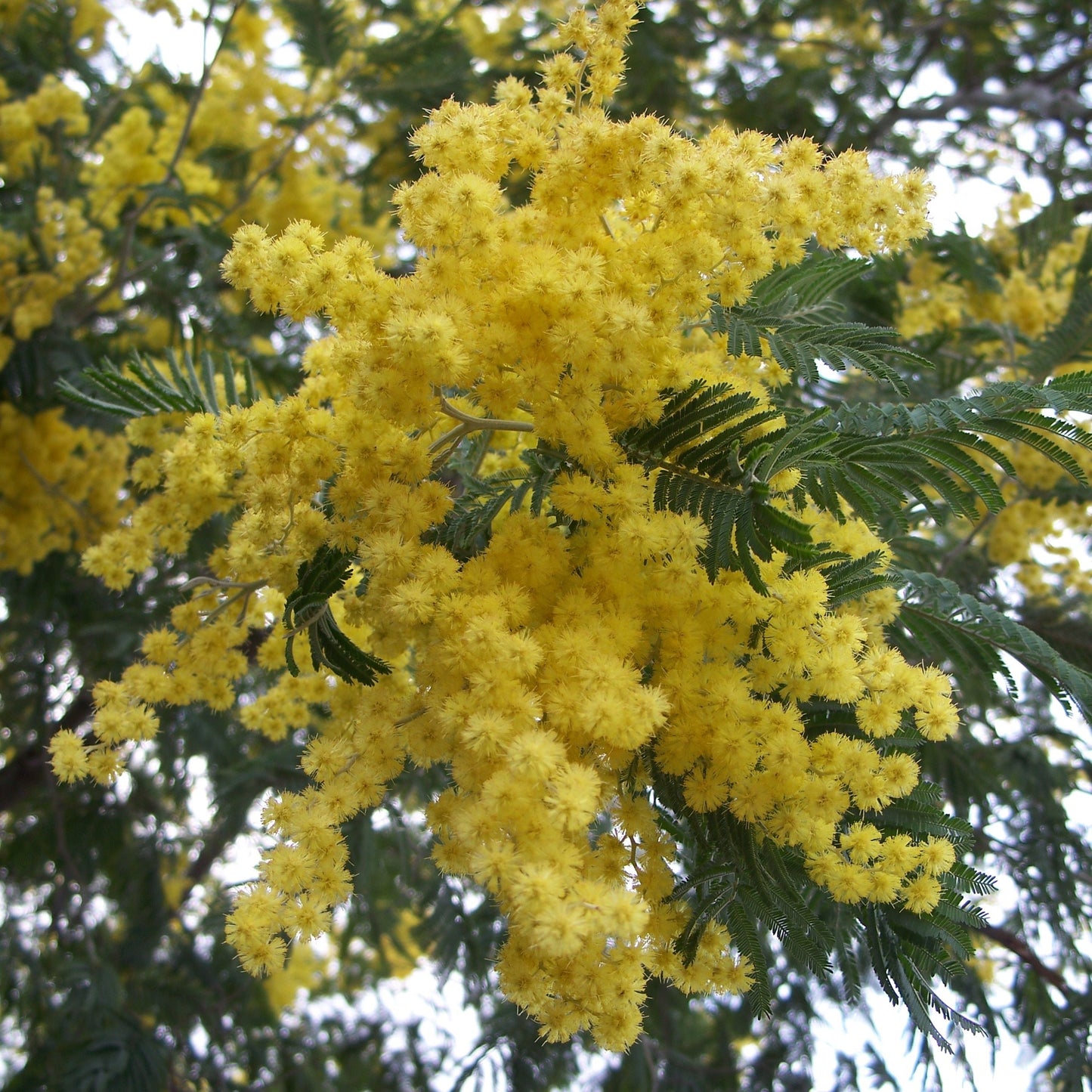 Acacia Dealbata - Mimosa - Seeds 0.5gr