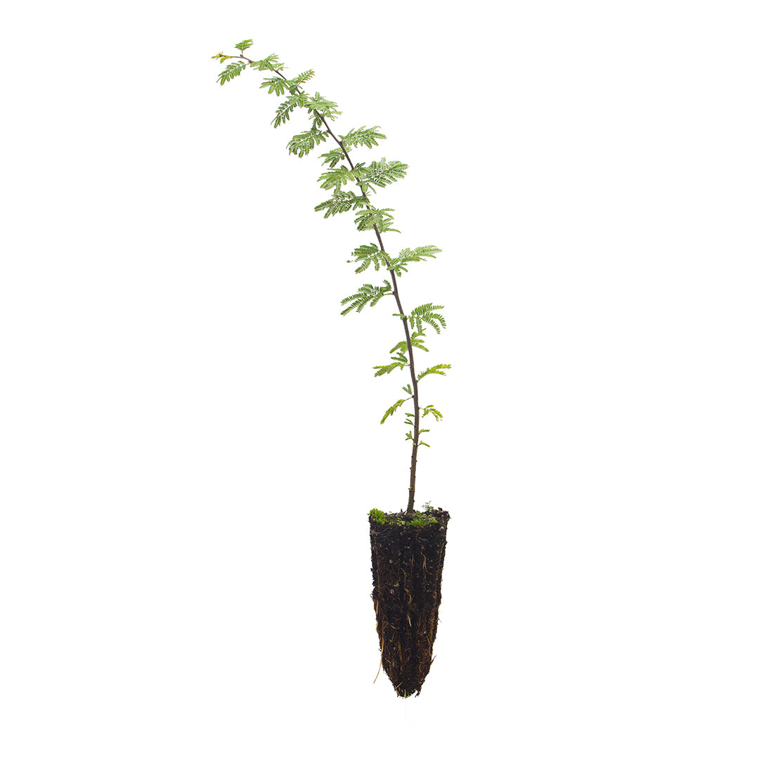 Acacia caven - (Alveolo forestale)