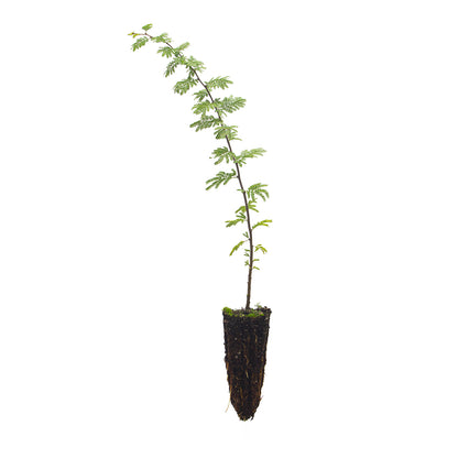 Acacia caven - (Alveolo forestale)