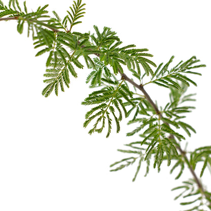Acacia caven - (Alveolo forestale)