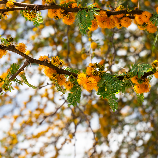 Acacia caven - (Alveolo forestale)