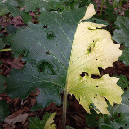 Acanthus mollis - acanto (Vaso quadro 9x9x13 cm)