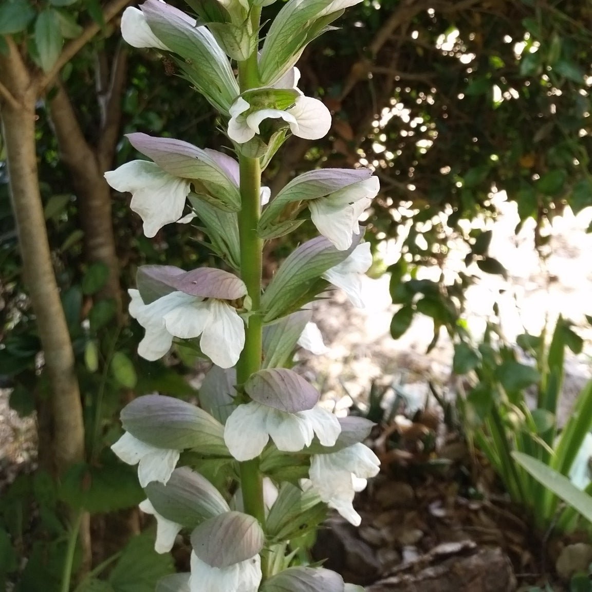 Acanthus mollis - acanto (Vaso quadro 9x9x13 cm)