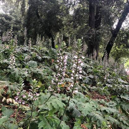 Acanthus mollis - acanto (Vaso quadro 9x9x13 cm)