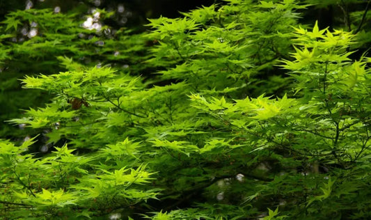Acer Palmatum Polymorphum Cv. "Viridis" - Green Japanese Maple (Forestry Alveolus, HIGH FRAME)