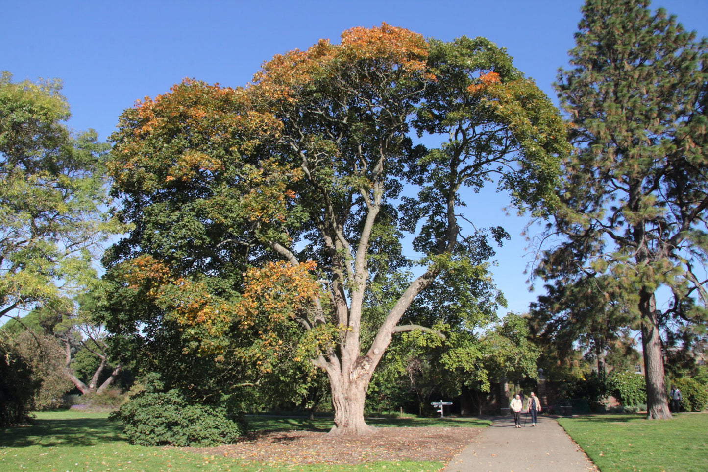 Acer opalus - Neapolitan maple (Forestry maple)